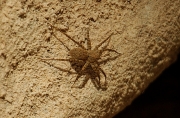 Arctosa sp