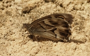 Pseudotergumia fidia