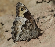 Hipparchia syriaca