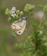 Coenonympha dorus