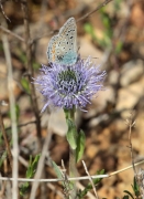 Polyommatus icarus.