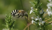 Anthophora bimaculata