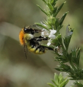 Abejorro de campo (Bombus pascuorum)