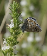 Polyommatus icarus