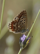 Lysandra bellargus