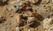 Formiga de la carn (Iridomyrmex purpureus)