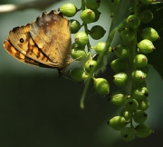 Papallona del gram (Pararge aegeria).