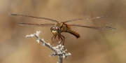 Libèl·lula daurada (Sympetrum sanguineum)