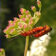 Rhagonycha_fulva