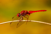 Libèl·lula (Crocothemis erythraea)