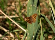 Bruna boscana (Pararge aegeria)