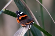 Atalanta (Vanessa Atalanta)