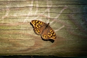 Bruna boscana (Pararge aegeria)