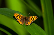 Bruna boscana (Pararge aegeria)