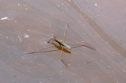 Sabater ( Gerris lacustris )