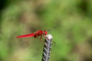 Libèl·lula  (Crocothemis erythraea) ?