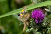 Bufaforats, borinot carter, papallona colibrí, (Macroglossum stellatarum)