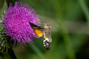 Bufaforats, borinot carter, papallona colibrí, (Macroglossum stellatarum)