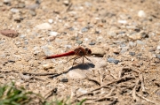 Crocothemis erythraea