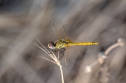 Sympetrum meridionale ?