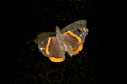 Vanessa atalanta