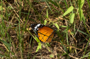 Papallona tigre (Danaus (Anosia) chrysippus)