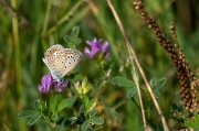 Blaveta lluent. Polyommatus bellargus