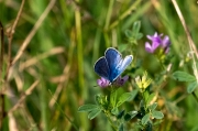 Blaveta comuna Lysandra bellargus .