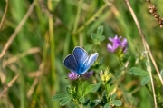 Blaveta lluent. Polyommatus bellargus