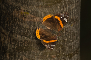 Atalanta. ( Vanessa atalanta )