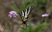 Zebrada (Iphiclides feisthamelii) 2d2