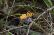 Margenera comuna ( Lasiommata megera )