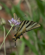 Zebrada (Iphiclides feisthamelii)