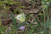 Blanca de la col (Pieris brassicae)