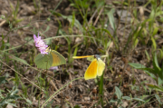 Cleòpatra (Gonepteryx cleopatra)