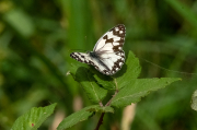 Melanargia galathea