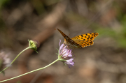 Mirallets ( Issoria lathonia )