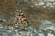 Migradora dels cards (Vanessa cardui)