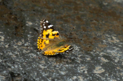 Migradora dels cards (Vanessa cardui)