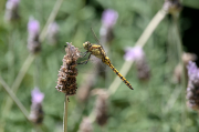 Libèl-lula (Orthetrum cancellatum) ?