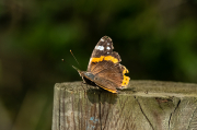 Atalanta (Vanessa Atalanta)