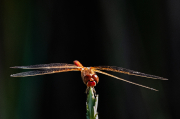 Libèl·lula (Crocothemis erythraea) ?