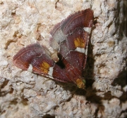 Pyralis regalis