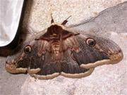 Paó de nit, Gitana (Saturnia pyri)