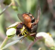 Tachina magnicornis