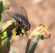 Calliphora vicina