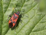 Corizus hyoscyami