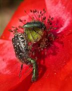 Disputa entre Tropinota squalida i Oedemera sp.