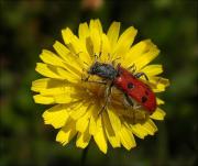 Trichodes octopunctatus