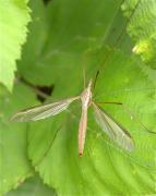 Tipula oleracea